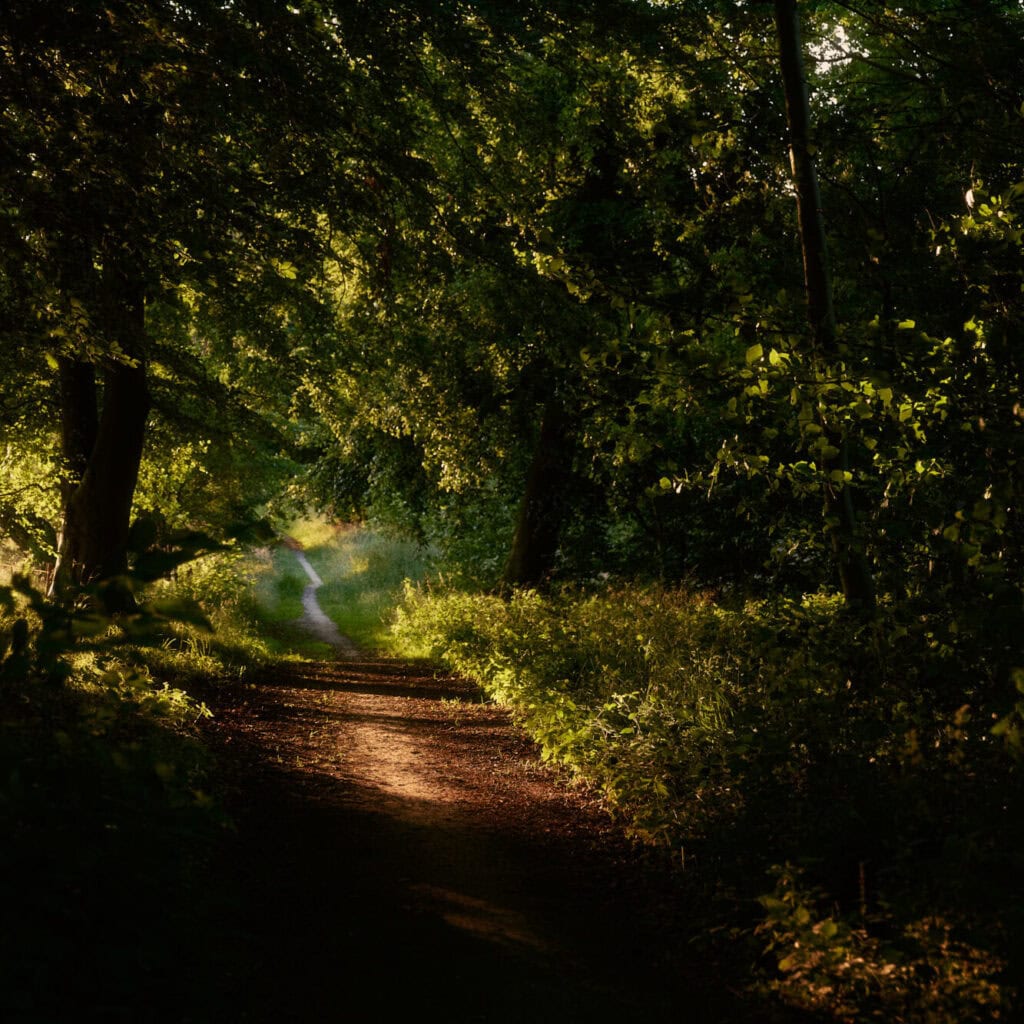 Ein schmaler Waldweg führt ins Grüne – Symbol für den Weg zur Klarheit und neue berufliche Perspektiven.