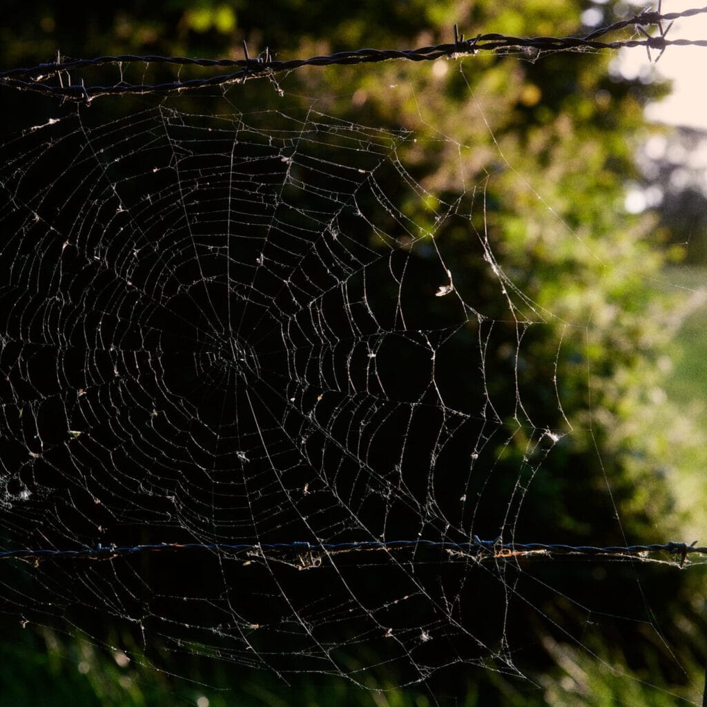 Ein filigranes Spinnennetz im Wald – Sinnbild für komplexe Systeme und Vernetzung in der Zusammenarbeit.