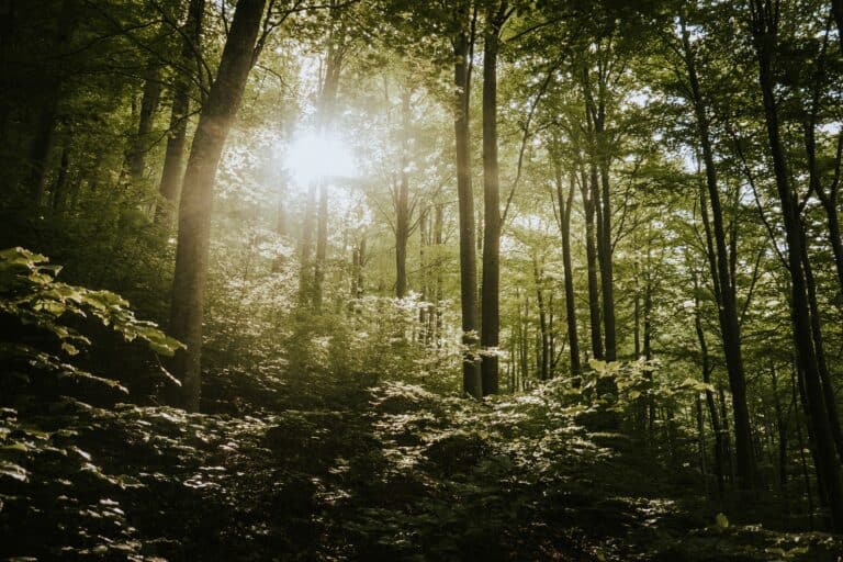 Reizarmut im Wald zur Senkung allostatischer Last