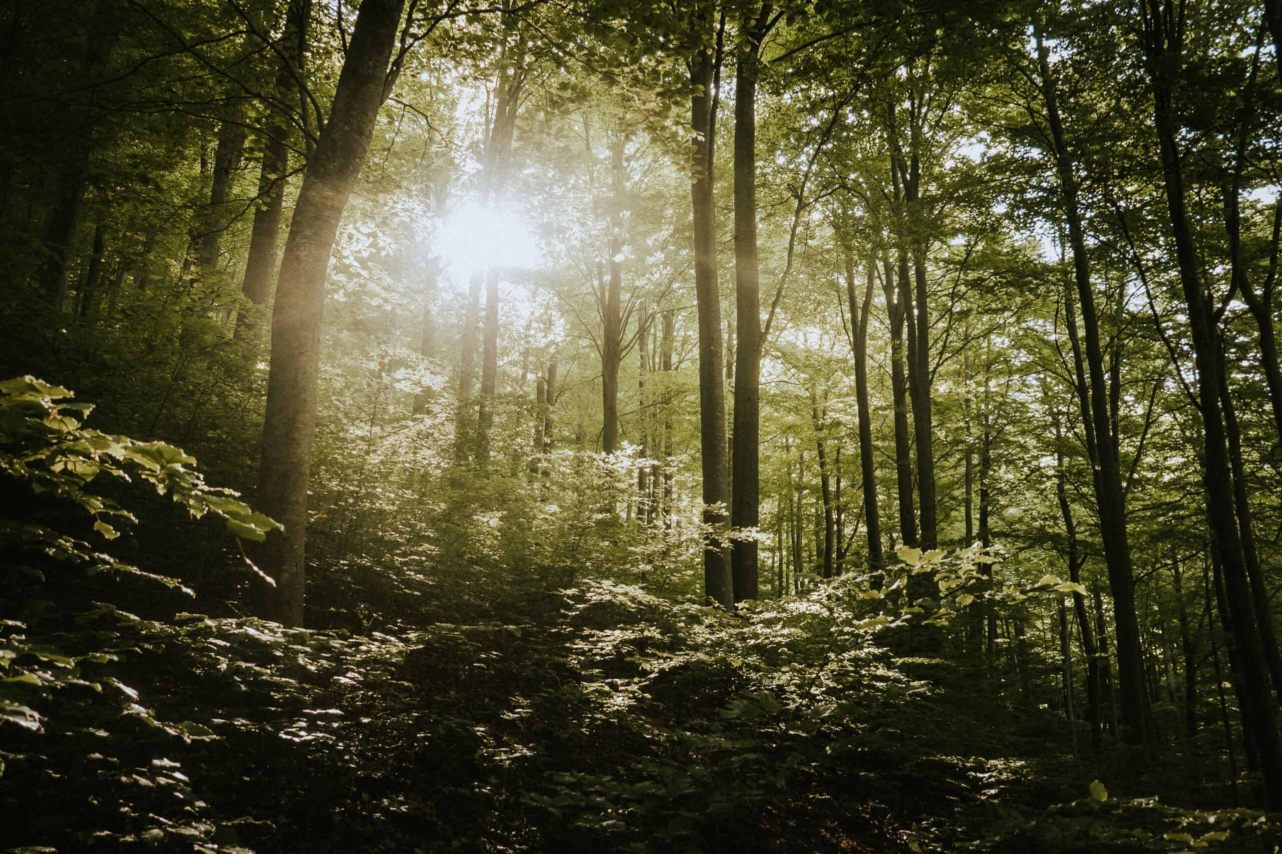 Reizarmut im Wald zur Senkung allostatischer Last